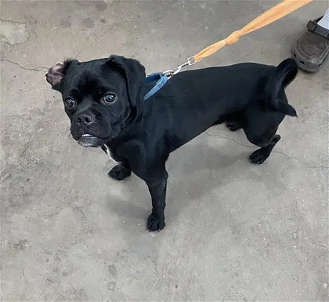 Roqui - Pug