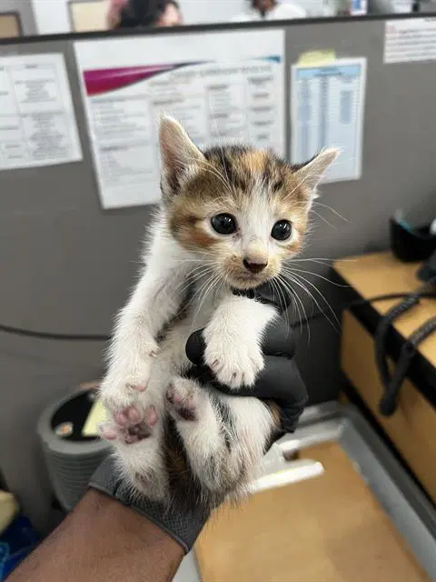 Fig - Domestic Medium Hair