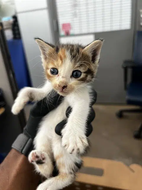 Tofu - Domestic Medium Hair