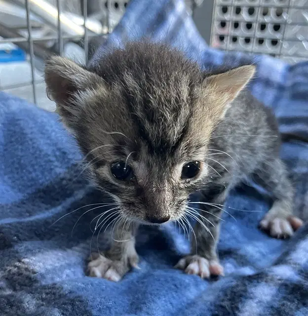 Megan - Domestic Short Hair