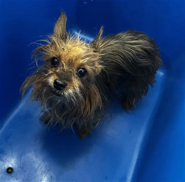 Sasha - Yorkshire Terrier Yorkie