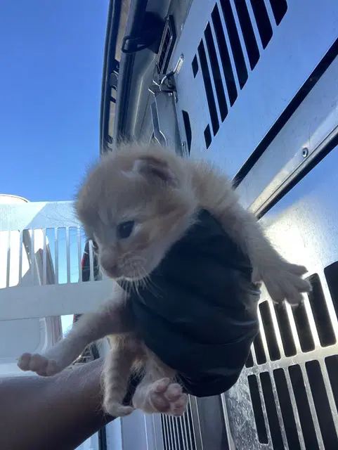 Bomie - Domestic Short Hair