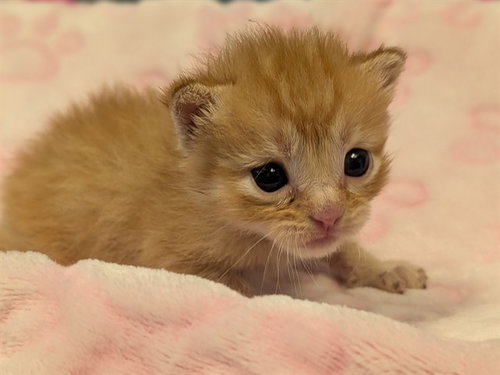 HAYMITCH, a cat for adoption from Dallas Animal Services