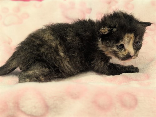 EFFIE, a cat for adoption from Dallas Animal Services