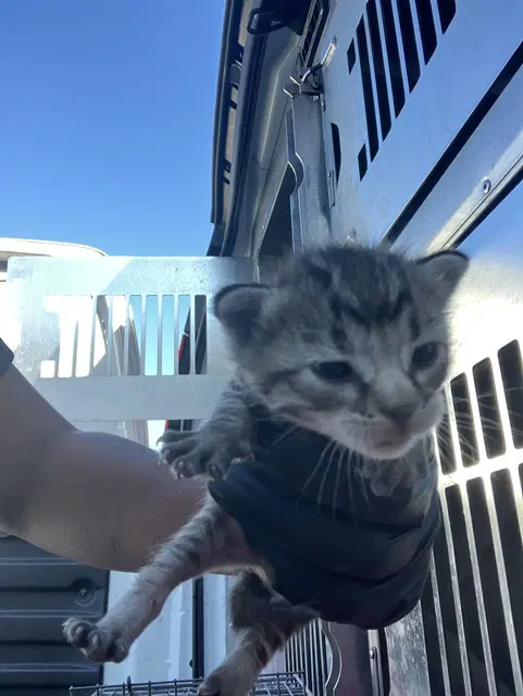 Bumi - Domestic Short Hair
