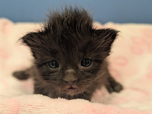 RUE, a cat for adoption from Dallas Animal Services