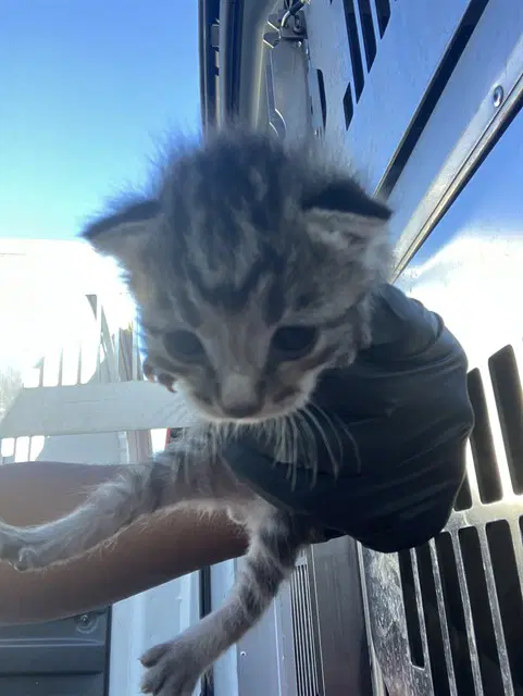 Buffy - Domestic Short Hair