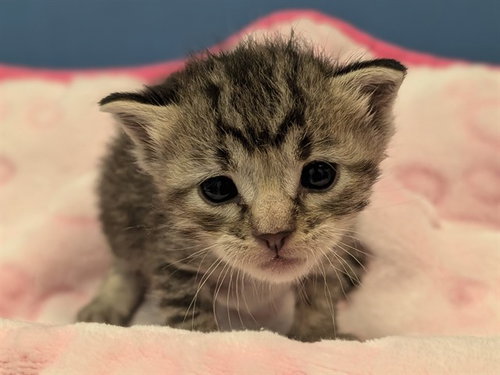 KATNISS, a cat for adoption from Dallas Animal Services