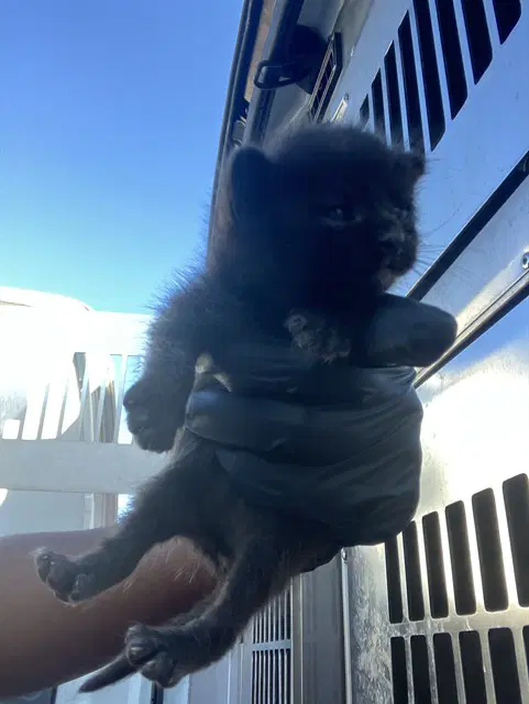 Parc - Domestic Short Hair