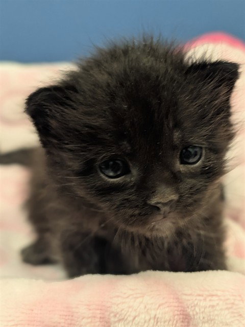 PEETA, a cat for adoption from Dallas Animal Services
