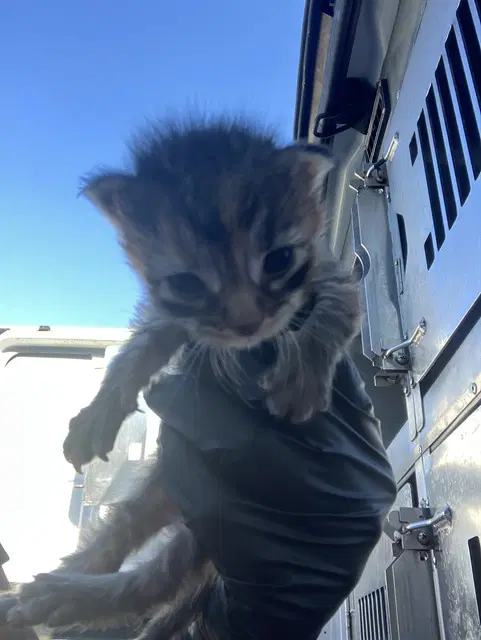 Parr - Domestic Short Hair