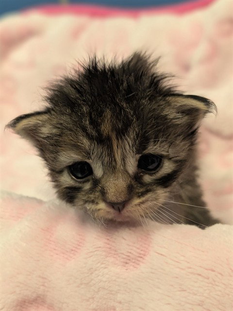 PRIMROSE, a cat for adoption from Dallas Animal Services