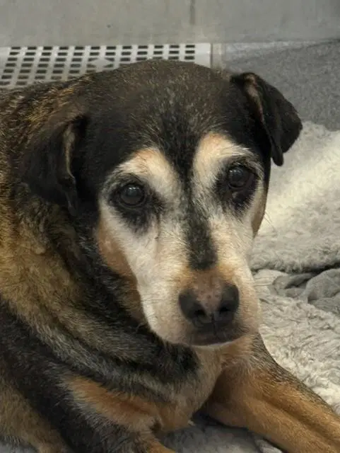Harley - Rottweiler