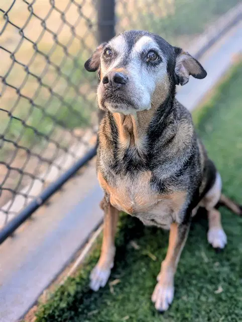 Harley - Rottweiler