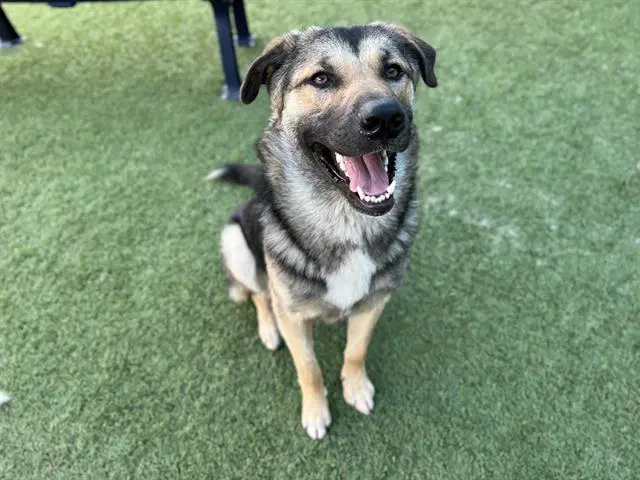 Rocky - German Shepherd Dog