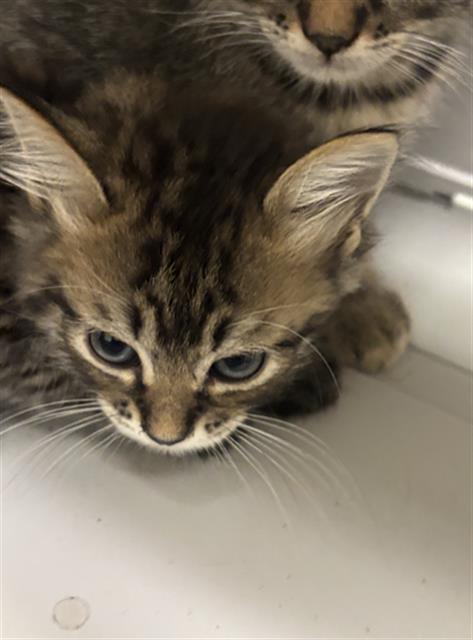 MAX, a cat for adoption from Dallas Animal Services