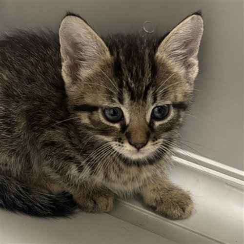 LUCAS, a cat for adoption from Dallas Animal Services