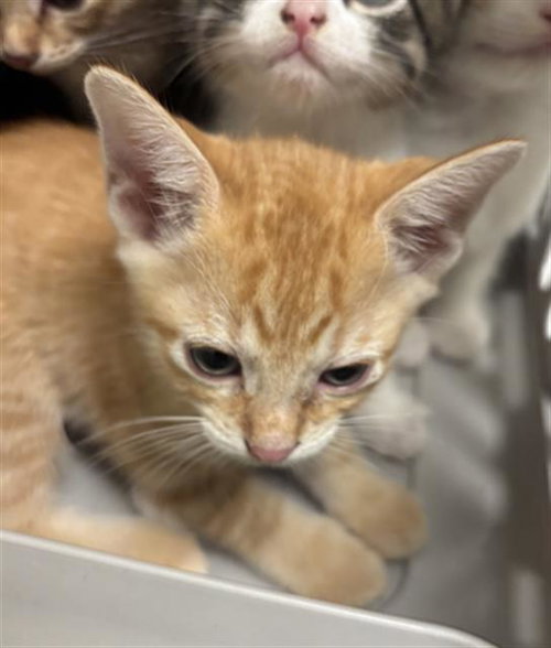 ACE, a cat for adoption from Dallas Animal Services