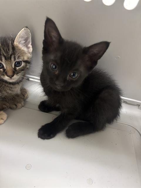 SHADOW, a cat for adoption from Dallas Animal Services