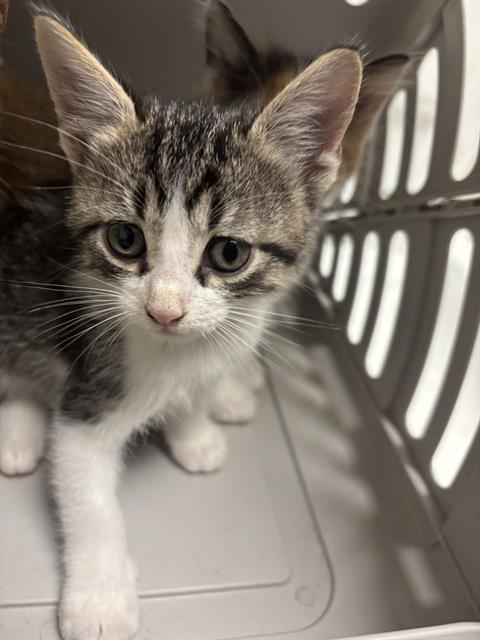 HUNTER, a cat for adoption from Dallas Animal Services