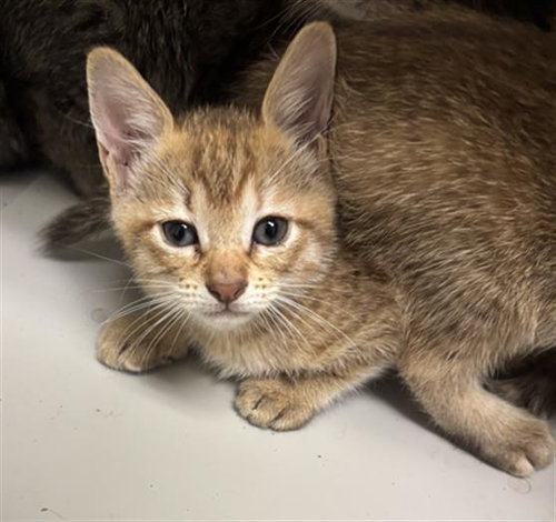 HAZEL, a cat for adoption from Dallas Animal Services