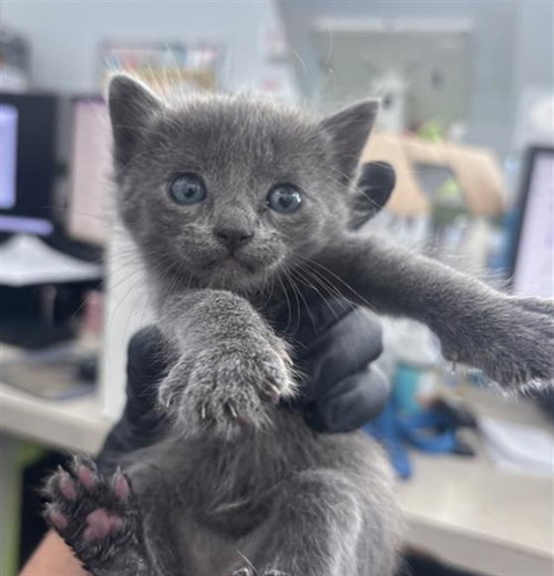 GOJO, a cat for adoption from Dallas Animal Services