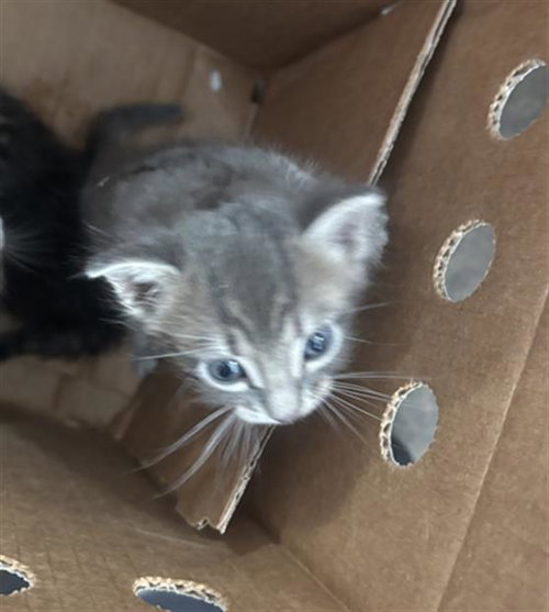 JUNE, a cat for adoption from Dallas Animal Services