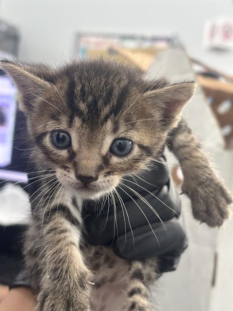 ZELDA, a cat for adoption from Dallas Animal Services