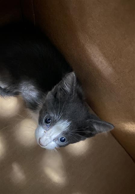 STORMY, a cat for adoption from Dallas Animal Services