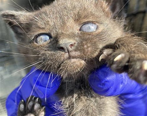 WHISPER, a cat for adoption from Dallas Animal Services