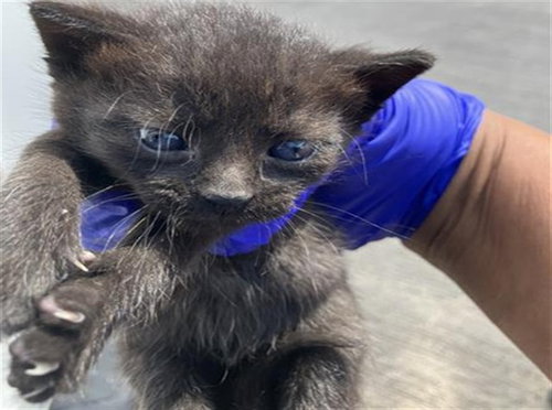 SHADE, a cat for adoption from Dallas Animal Services