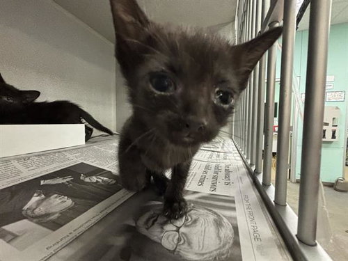 RAVEN, a cat for adoption from Dallas Animal Services