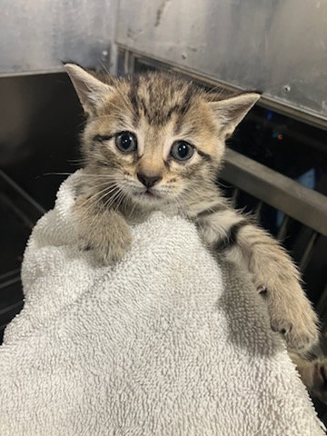MERCURY, a cat for adoption from Dallas Animal Services