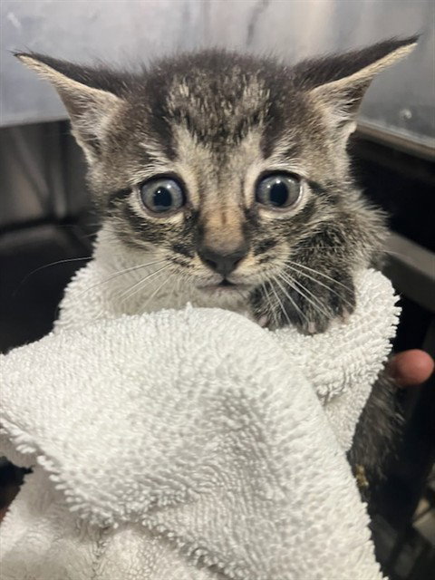 JUPITER, a cat for adoption from Dallas Animal Services