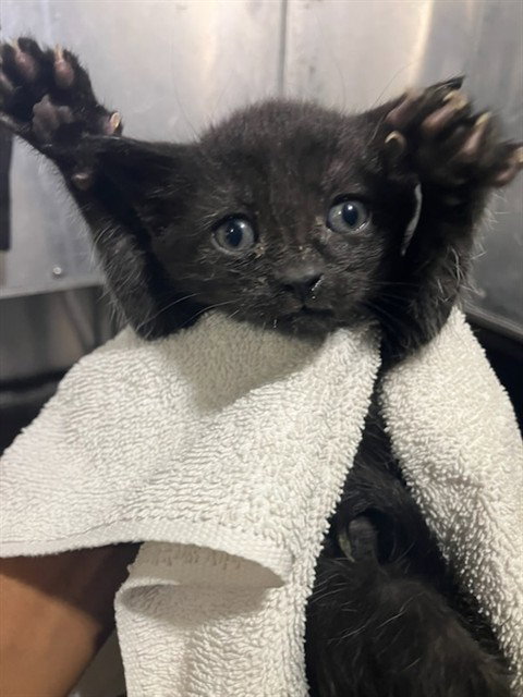 MARS, a cat for adoption from Dallas Animal Services