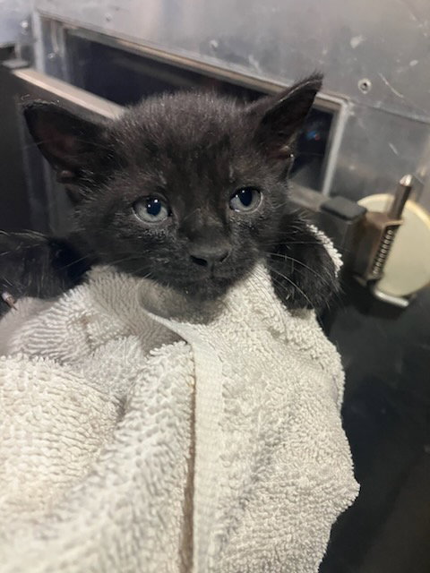 URANUS, a cat for adoption from Dallas Animal Services