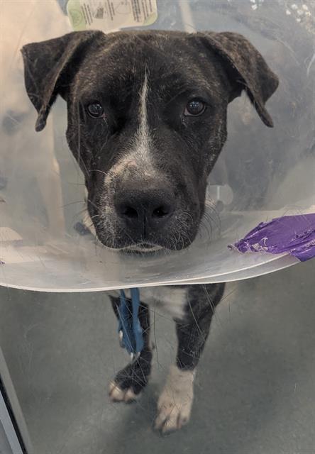 CLARENCE, a dog for adoption from Dallas Animal Services