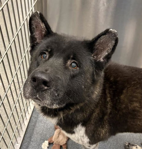 TWISTER, a dog for adoption from Dallas Animal Services