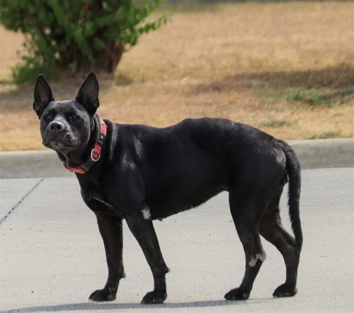 KIKI, a dog for adoption from Dallas Animal Services