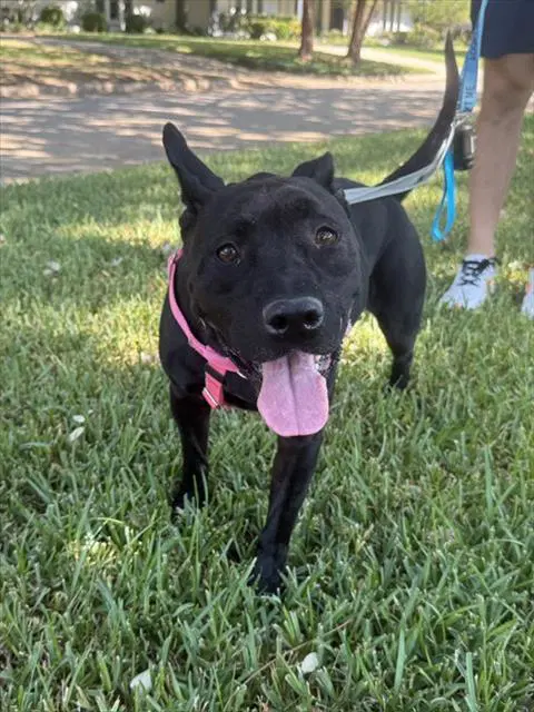 Kiki - Pit Bull Terrier