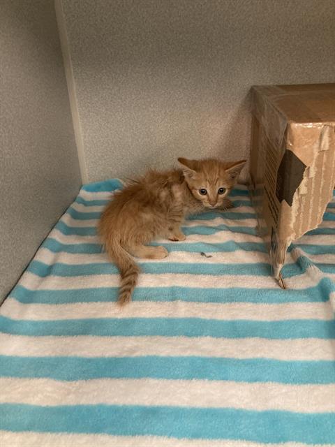 MICHELANGELO, a cat for adoption from Dallas Animal Services
