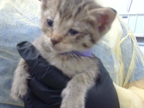 PUMPKIN, a cat for adoption from Dallas Animal Services