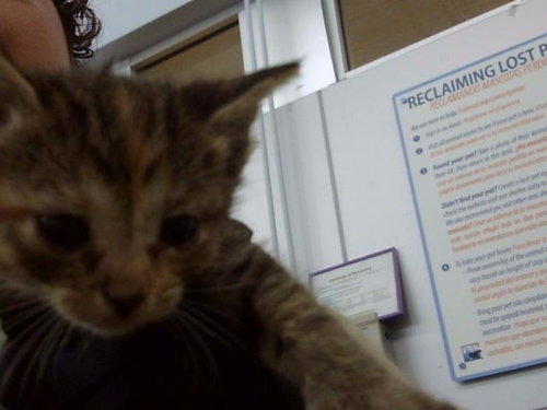 SPICE, a cat for adoption from Dallas Animal Services
