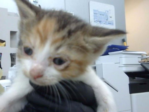MAPLE, a cat for adoption from Dallas Animal Services