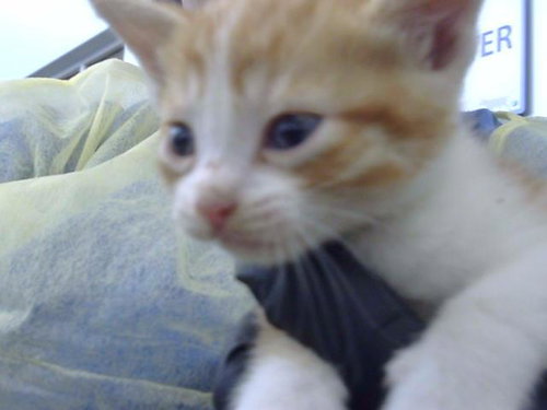 CARAMEL, a cat for adoption from Dallas Animal Services