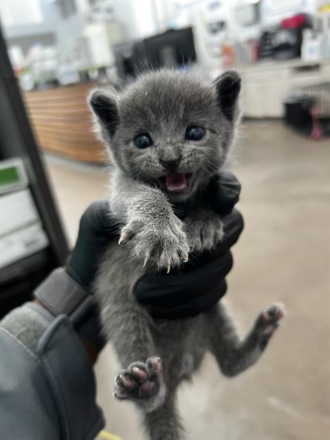 PRESCOTT, a cat for adoption from Dallas Animal Services