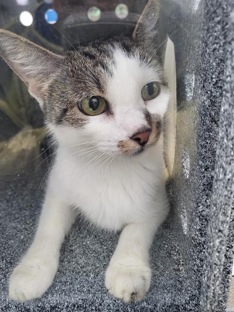 HONEY, a cat for adoption from Dallas Animal Services