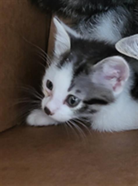 OAK, a cat for adoption from Dallas Animal Services