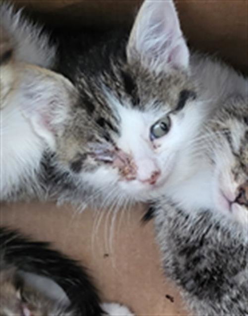 ORCHARD, a cat for adoption from Dallas Animal Services