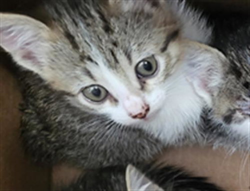 LEAF, a cat for adoption from Dallas Animal Services